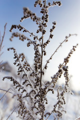 Dry grass in snow on nature
