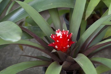 Bromeliad / Bromeliad High-angle shooting natural backdrop