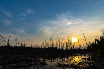 sunset over the mangrove forest, tropical view in Thailand