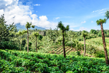 Fototapeta na wymiar Verdant agricultural farmland in Guatemalan highlands, Central America.