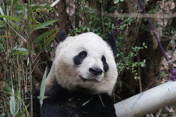 Obraz premium Close up Panda's Face