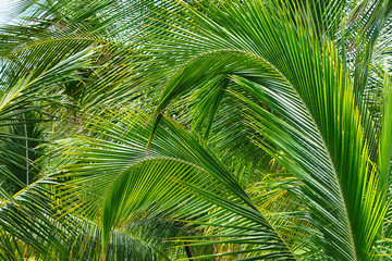 Fototapeta na wymiar Branches of coconut tropical palm