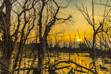 sunset over the mangrove forest, tropical view in Thailand