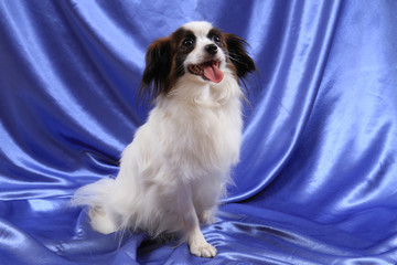 papillon dog young lady