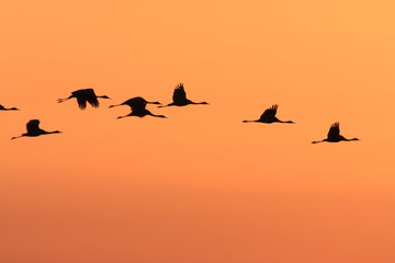 Silhouettes of  Cranes( Grus Grus) at Sunset Germany  Baltic Sea 