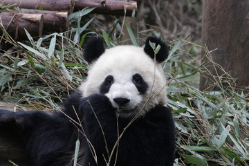 Obraz premium giant panda eating bamboo