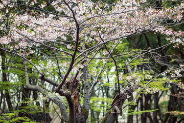 Flowering sakura in a beautiful landscape park
