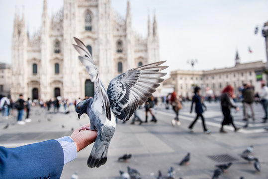 Man feeding pigeon on hand in square, personal perspective, Milan, Lombardy, Italy