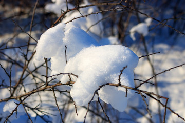 Snow-covered branches of the shrub on a sunny winter day