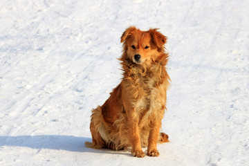 Red dog sitting in the snow on the field