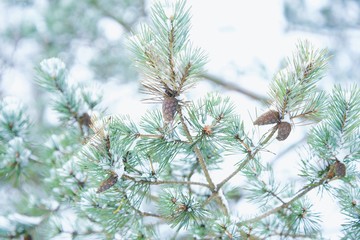 Beautiful green pine branches with cones in winter