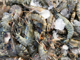 Fresh Seafood Shrimps sales at the market. Phuket in Thailand