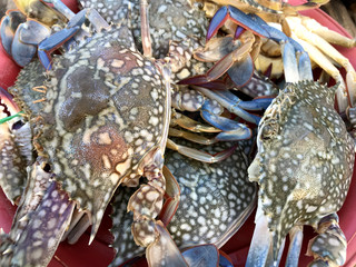 Fresh color crabs at the market in Thailand.