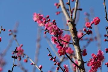 Ume blossom