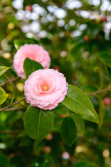 Fresh blooming pink peonies flower in the spring garden