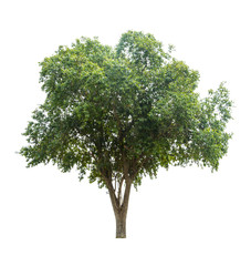 Tree isolate on white background