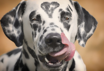 Dalmatian dog with a spot in the form of heart on the head. - obrazy, fototapety, plakaty