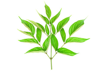 Closeup Green leaf with water droplets isolated on white background .