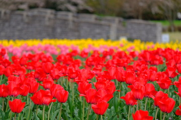 チューリップ