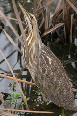 American bittern hiding in marsh reeds