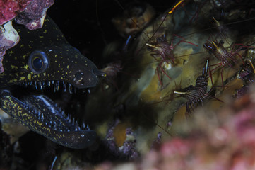 Moray Eel with Open Mouth among Shrimps in Waters of Japan