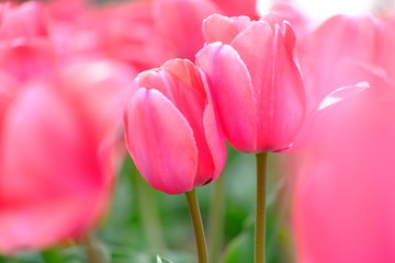 チューリップ