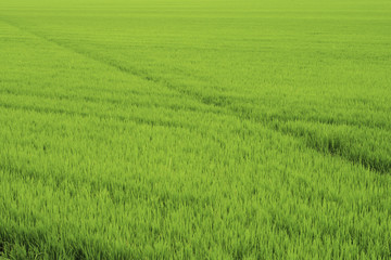 Obraz na płótnie Canvas piantagione di riso in primavera