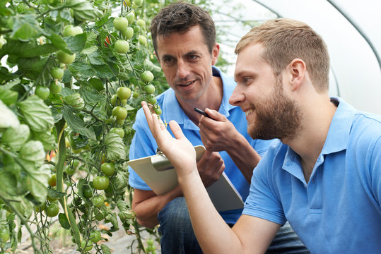 Two Male Agricultural Workers Checking Tomato Plants In Greenhouse