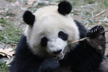Obraz premium Funny Fluffy Panda Eating Bamboo Shoot, Chengdu, China