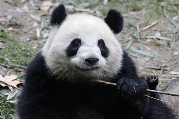 Funny Fluffy Panda Eating Bamboo Shoot, Chengdu, China
