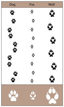 Dog, fox and wolf tracks by comparison. Similar looking trails of canids - isolated vector illustration on white background.