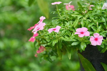 flower in garden with blur green background, Beautiful pink flowers and green plants in the park, Colorful blooming flower