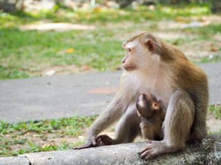 monkey close up