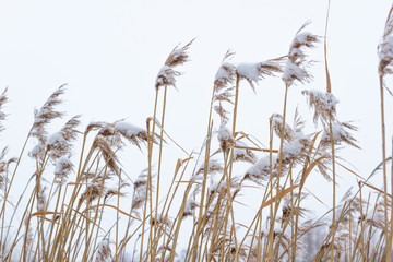 Dry coastal reed cowered with snow, vertical nature background. Winter in the meadow