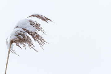 Dry coastal reed cowered with snow, vertical nature background