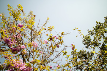 Flower Lagerstroemia floribunda Jackr beautiful purple background.