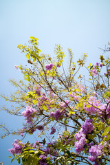 Flower Lagerstroemia floribunda Jackr beautiful purple background.