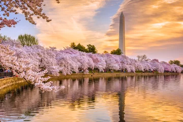 Fototapeten Washington DC im Frühling © SeanPavonePhoto