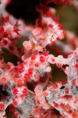 Pigmy seahorse (Hippocampus bargibanti) camouflaged on a red gorgonian. Macro shot taken in Malapascua island, Cebu Philippines