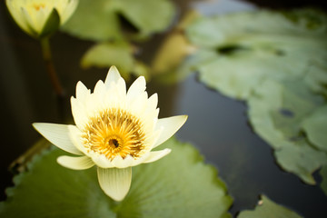 Lotus flower white background nature.