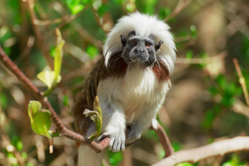 Tamarin