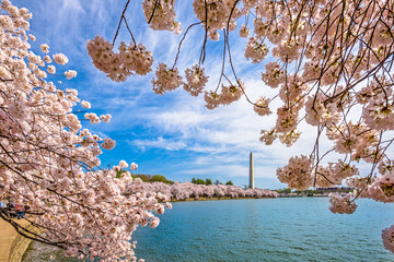 Obraz premium Waszyngton DC na wiosnę