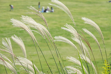 休日の広場とススキ_787