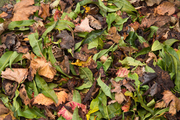 Dry autumn leaves fallen on the ground. Autumn season. Fall 
