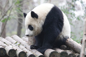 Cute Fluffy Panda Cub in China