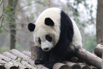 Panda is exploring his Playground, Chengdu, China