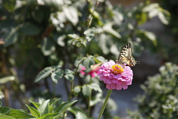 Butterfly on a flower