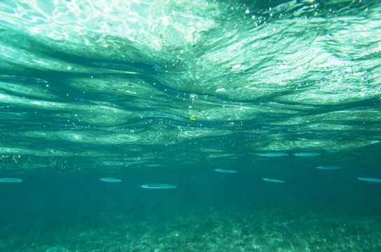 Pisces sargan in the water column from under the water