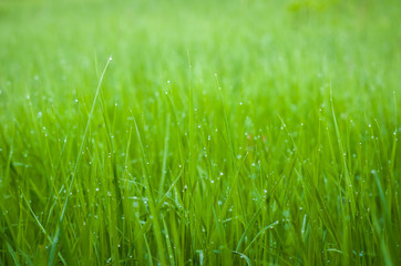Fototapeta na wymiar Green grass with dew drops.
