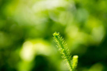 Green leaves natural background blur.